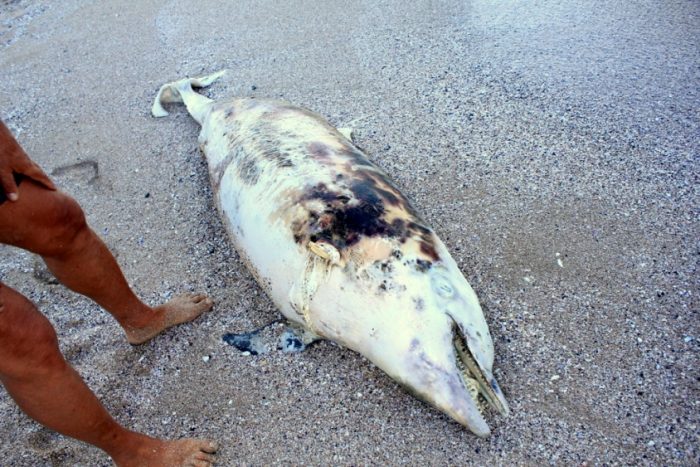 Бракониери виновни за мъртвите делфини